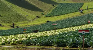 Cauliflowers and Broccoli Production by Country 2025
