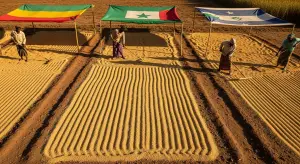 Specialty Cereals (Teff, Fonio, Traditional Grains) Production by Country 2025