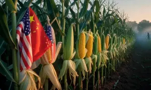 Green corn (maize) Production by Country 2025