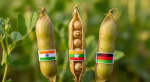 Pigeon peas, dry Production by Country 2025